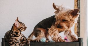 Buying a Condo in Tampa Bay